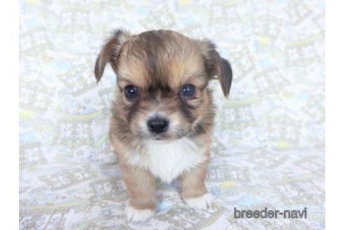 成約済の千葉県のチワワ(ロングコート)-161480の3枚目