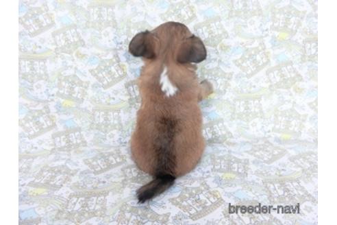 成約済の千葉県のチワワ(ロングコート)-161480の4枚目