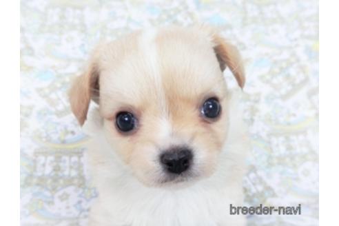 成約済の千葉県のチワワ(ロングコート)-161482の17枚目