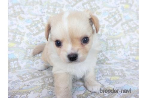 成約済の千葉県のチワワ(ロングコート)-161482の20枚目