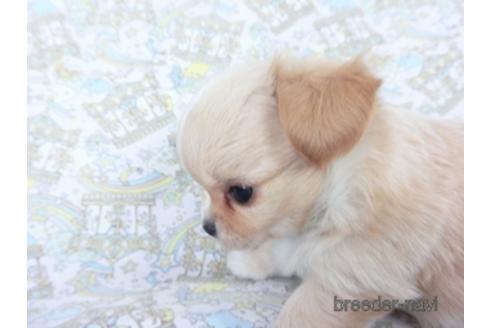 成約済の千葉県のチワワ(ロングコート)-161482の19枚目