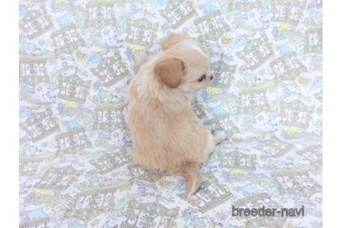 成約済の千葉県のチワワ(ロングコート)-161482の18枚目