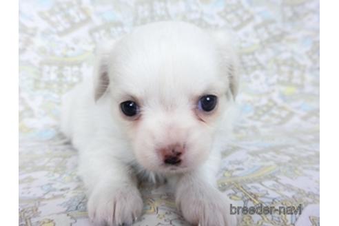 成約済の千葉県のチワワ(ロングコート)-161483の19枚目