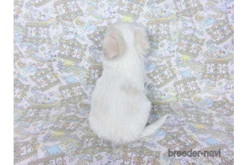 成約済の千葉県のチワワ(ロングコート)-161483の20枚目