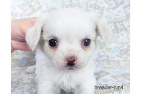 成約済の千葉県のチワワ(ロングコート)-161483の17枚目