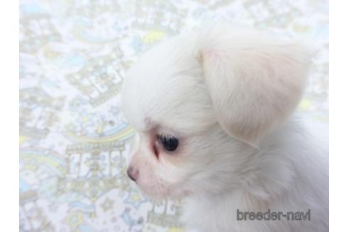 成約済の千葉県のチワワ(ロングコート)-161483の18枚目