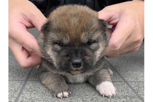 成約済の長崎県の柴犬-161486の1枚目