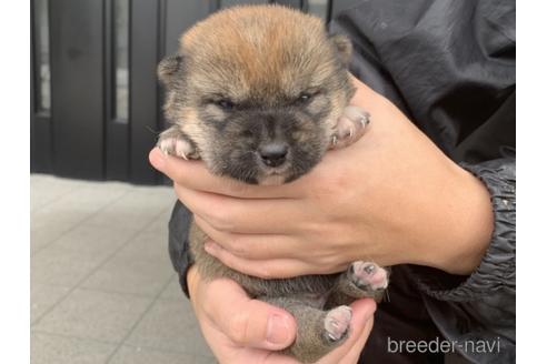 成約済の長崎県の柴犬-161486の2枚目