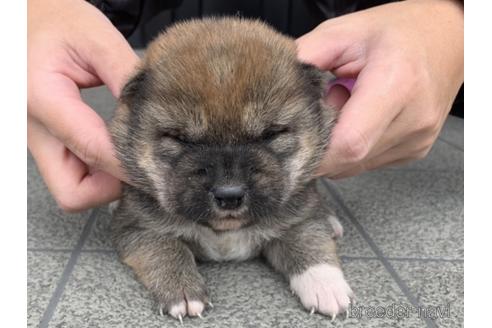 成約済の長崎県の柴犬-161486の5枚目