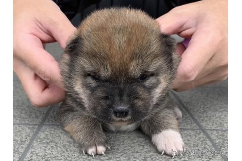 成約済の長崎県の柴犬-161486の4枚目