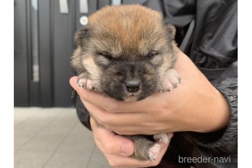 成約済の長崎県の柴犬-161486の3枚目