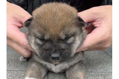 成約済の長崎県の柴犬-161487