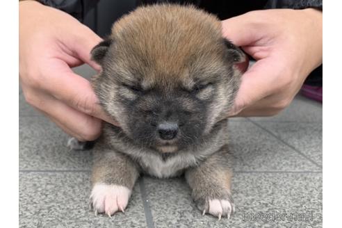 成約済の長崎県の柴犬-161487の4枚目