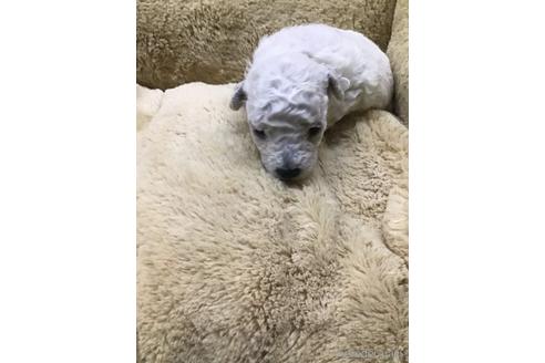 成約済の広島県のトイプードル-161506の16枚目