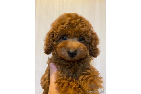 成約済の埼玉県のトイプードル-160000の2枚目