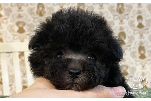 成約済の愛知県のタイニープードル-159256の7枚目