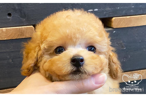 成約済の愛知県のタイニープードル-161552