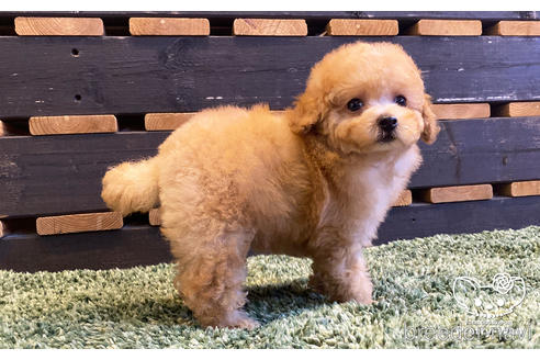 成約済の愛知県のタイニープードル-161552の2枚目