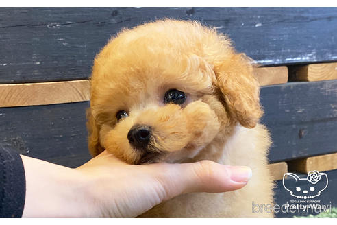 成約済の愛知県のタイニープードル-161552の4枚目