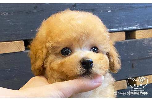 成約済の愛知県のタイニープードル-161552の3枚目