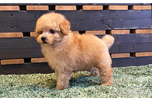 成約済の愛知県のタイニープードル-161552の5枚目