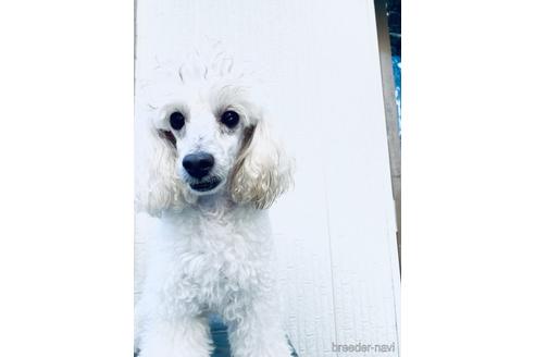 ののトイプードル-