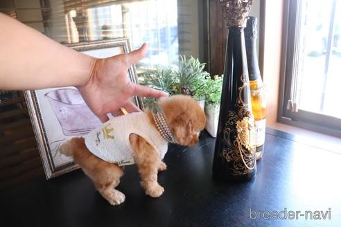成約済の埼玉県のタイニープードル-160991の4枚目