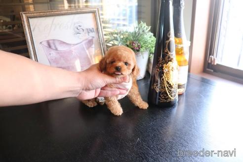 成約済の埼玉県のタイニープードル-160988の1枚目