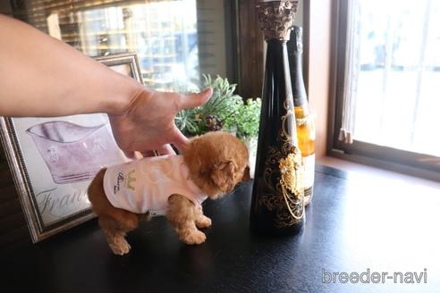 成約済の埼玉県のタイニープードル-160988の4枚目