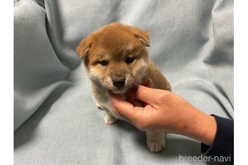 成約済の奈良県の柴犬-160192の5枚目