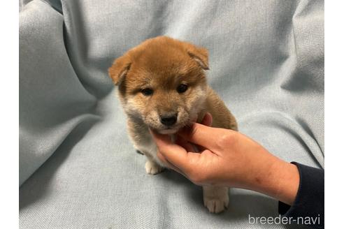 成約済の奈良県の柴犬-160192の2枚目