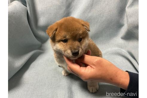 成約済の奈良県の柴犬-160192の3枚目