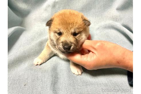 成約済の奈良県の豆柴-160796の3枚目