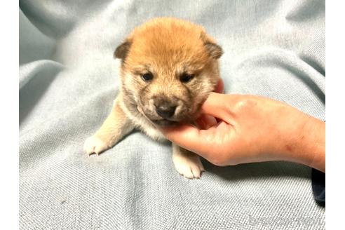 成約済の奈良県の豆柴-160796の2枚目