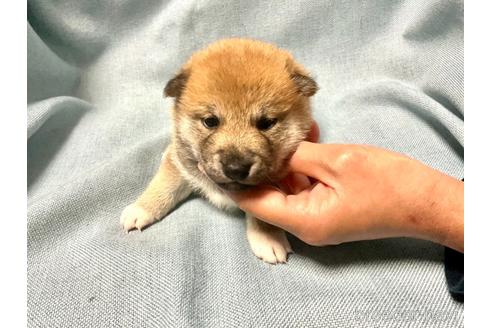 成約済の奈良県の豆柴-160796の4枚目