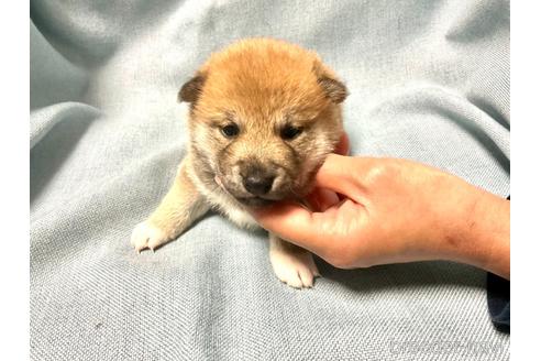 成約済の奈良県の豆柴-160796の5枚目