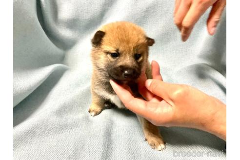 成約済の奈良県の豆柴-160802の3枚目