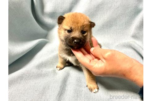 成約済の奈良県の豆柴-160802の4枚目