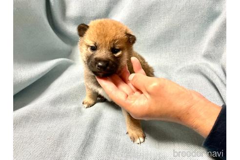 成約済の奈良県の豆柴-160802の5枚目