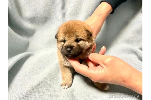成約済の奈良県の豆柴-160806の3枚目