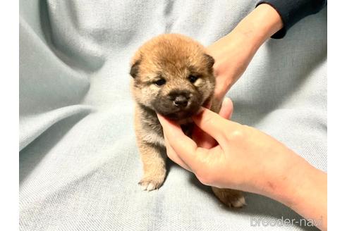 成約済の奈良県の豆柴-160806の5枚目