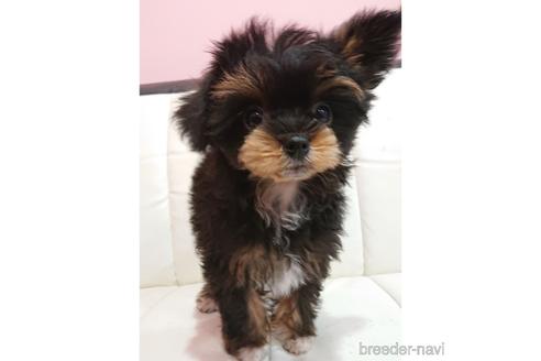 成約済の静岡県のミックス犬-161652の1枚目