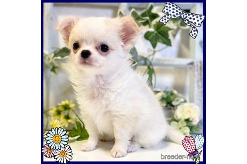 子犬