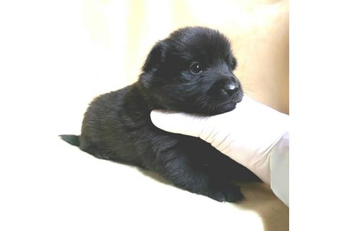 成約済の茨城県のスキッパーキ-161704の26枚目