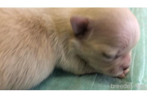 成約済の愛知県のチワワ(ロングコート)-161050の13枚目