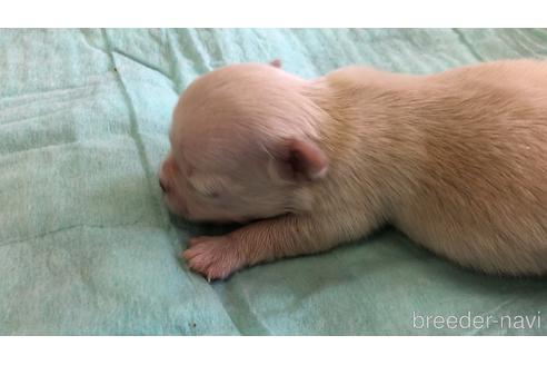 成約済の愛知県のチワワ(ロングコート)-161050の12枚目