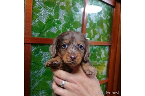 成約済の沖縄県のミニチュアダックスフンド(ロングヘアード)-161729の1枚目