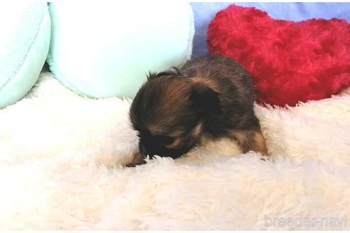 成約済の埼玉県のチワワ(ロングコート)-161730の5枚目