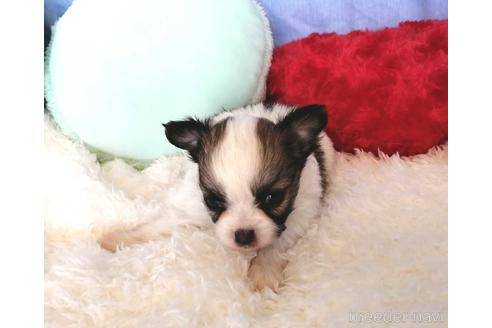 成約済の埼玉県のチワワ(ロングコート)-161732の3枚目