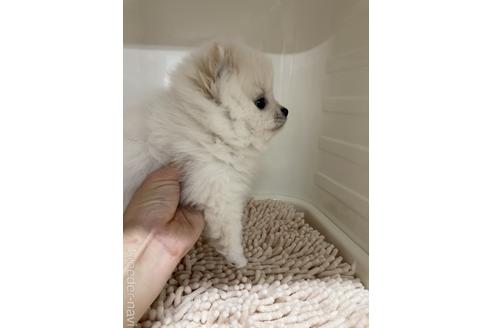 成約済の愛媛県のポメラニアン-159073の4枚目